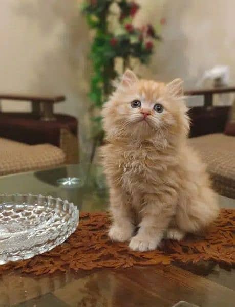 Persian, Ragdoll Kittens and Cats. 7