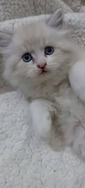 Persian, Ragdoll Kittens and Cats. 9