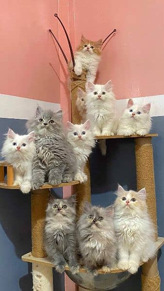 Persian, Ragdoll Kittens and Cats. 13