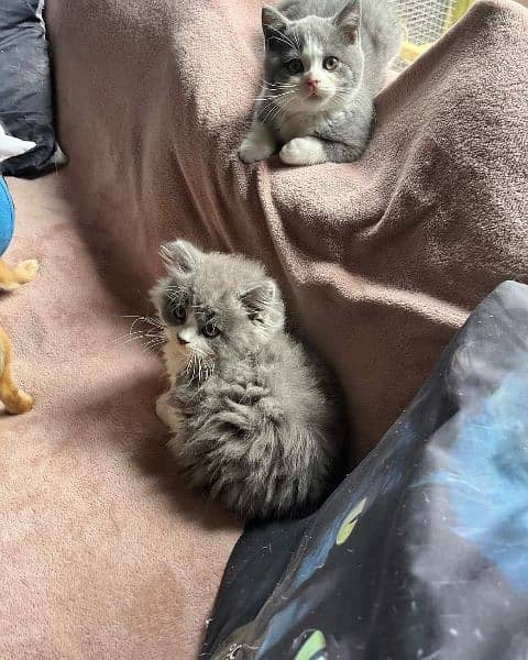 Persian, Ragdoll Kittens and Cats. 16