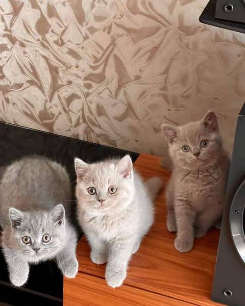 Persian, Ragdoll Kittens and Cats. 18