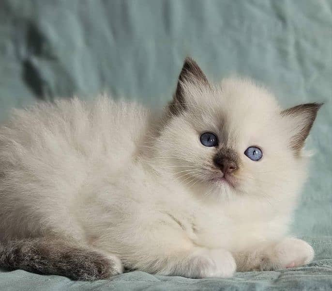 Ragdoll, Persian Kittens and Cats 10