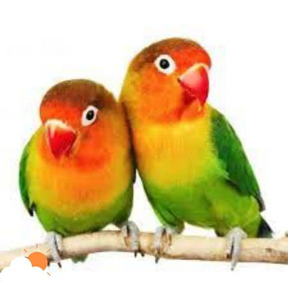 love birds pair 3