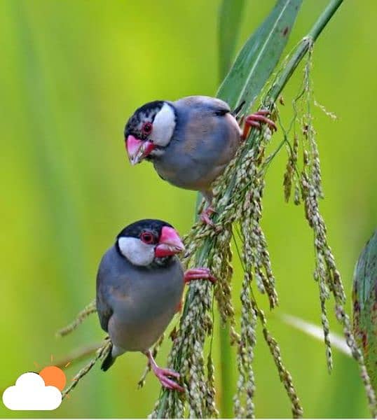 love birds pair 7