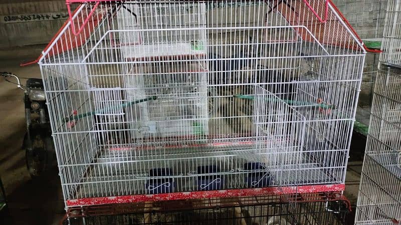 murgi murga cats end kittens birds cages 11