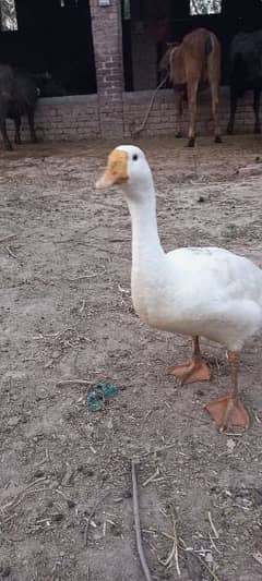 1 male duck Whatsapp 03407909348 0