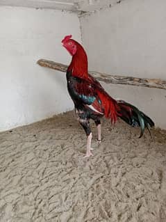 full active rooster. age. 1.6 or 2 years 0