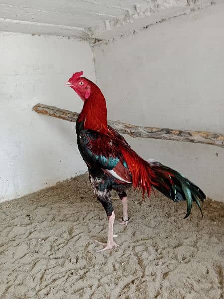 full active rooster. age. 1.6 or 2 years 1