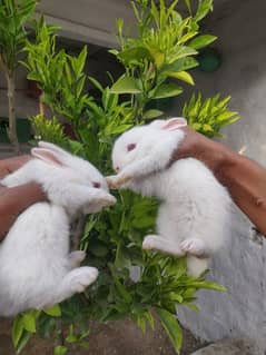 rabbits baby healthy active