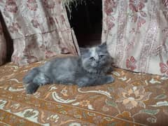 Long coat persion cat urgent sale
