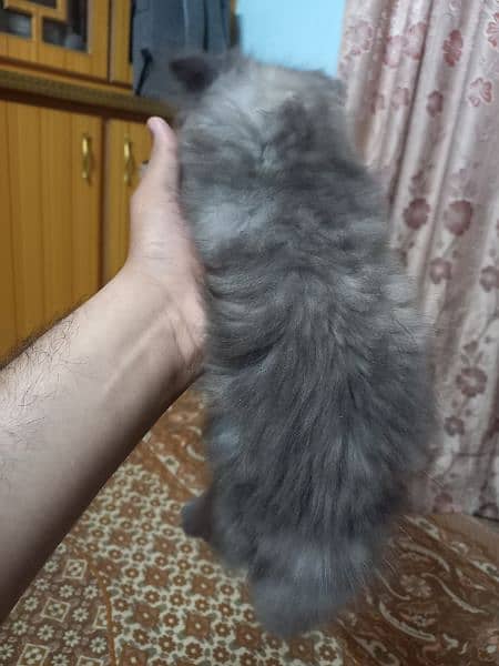 Long coat persion cat urgent sale 1