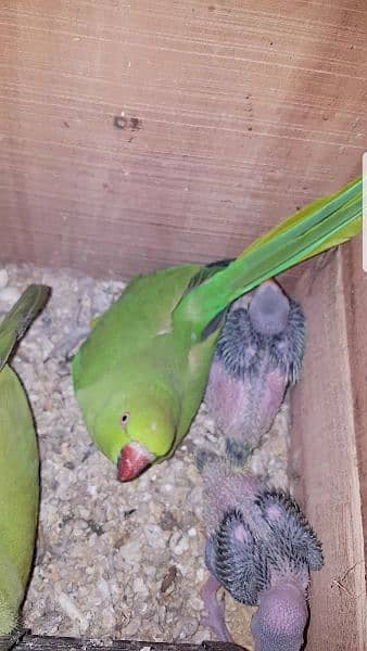 Green Ringneck Healthy and Active  Chicks 3