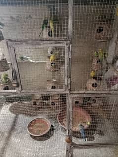 beautiful healthy parrots with strong cage you wil be never disappoint