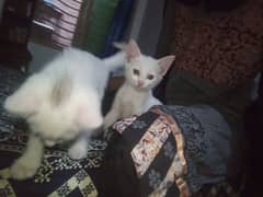 white persion kitten pair