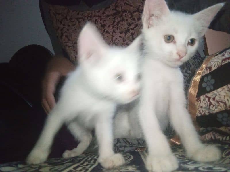 white persion kitten pair 1