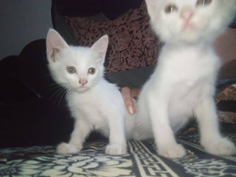 white persion kitten pair 2