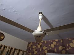 Ceiling Fan / Pak Fan