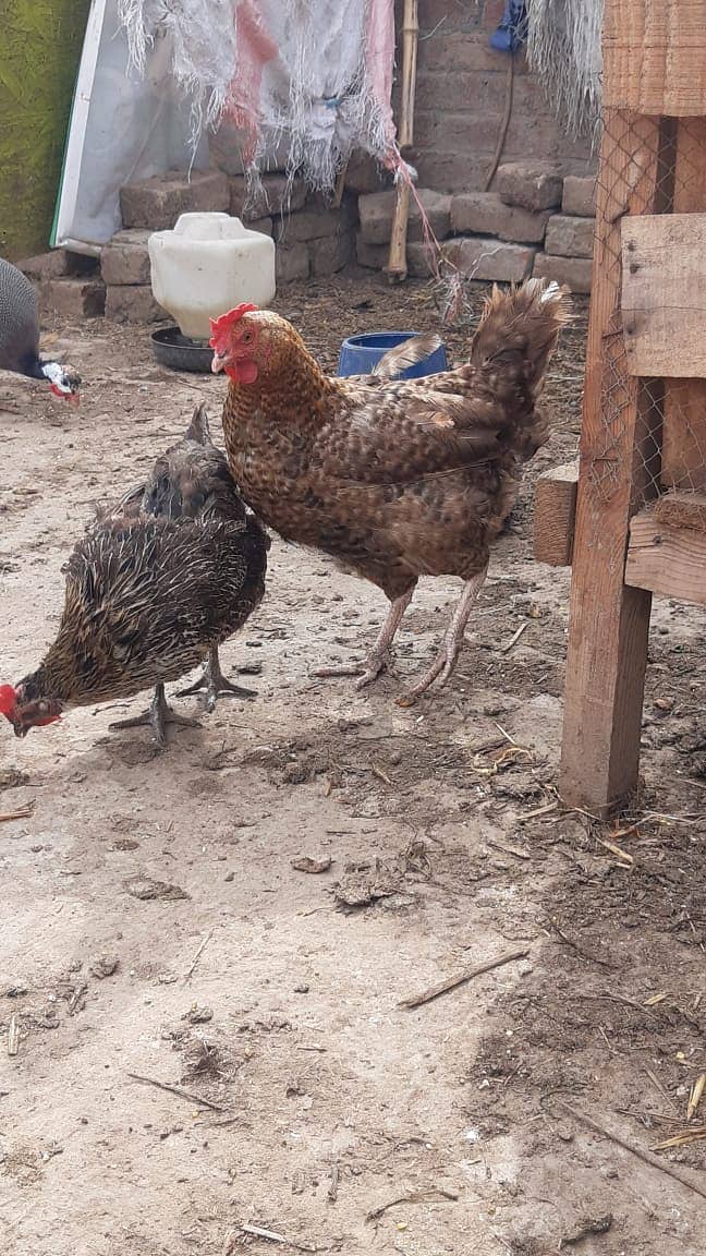 egg lying Hens 
3 hens 
ek 2-3000 
1- 3600
urgent sale 2