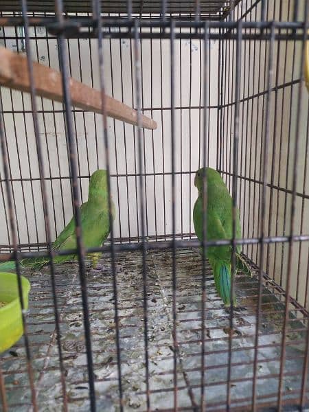 Two green ringneck parrot 11