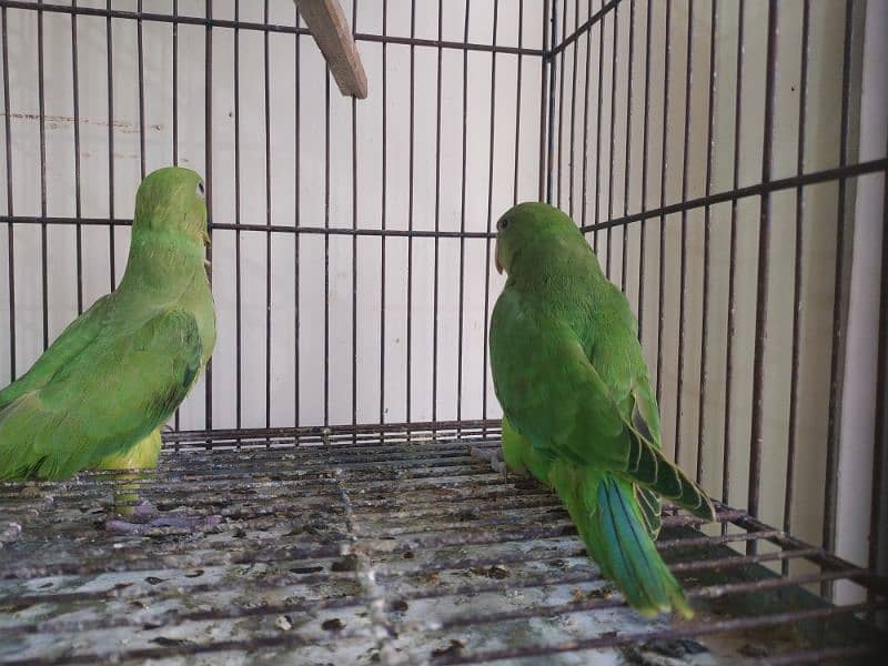 Two green ringneck parrot 14