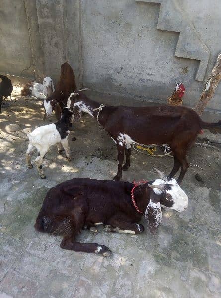 2 Goat and 3 bachay 4