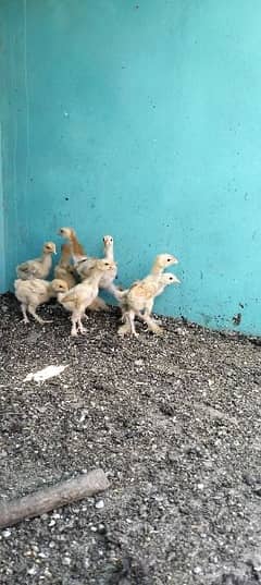golden buff chicks 0
