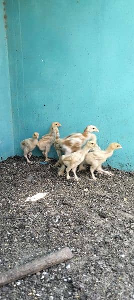 golden buff chicks 1