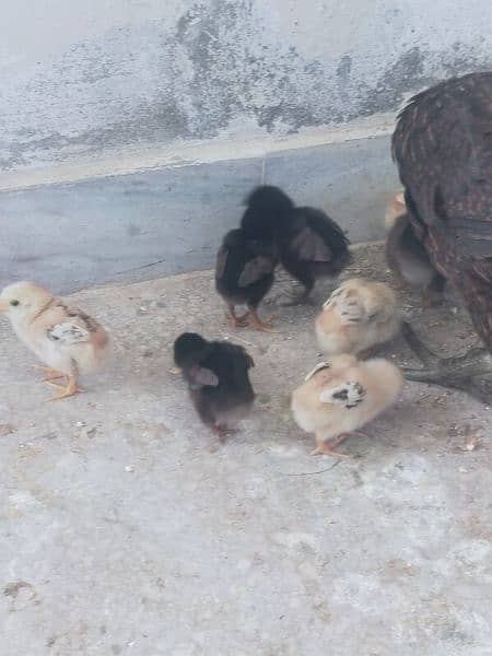 chicks available 500 per chik 3