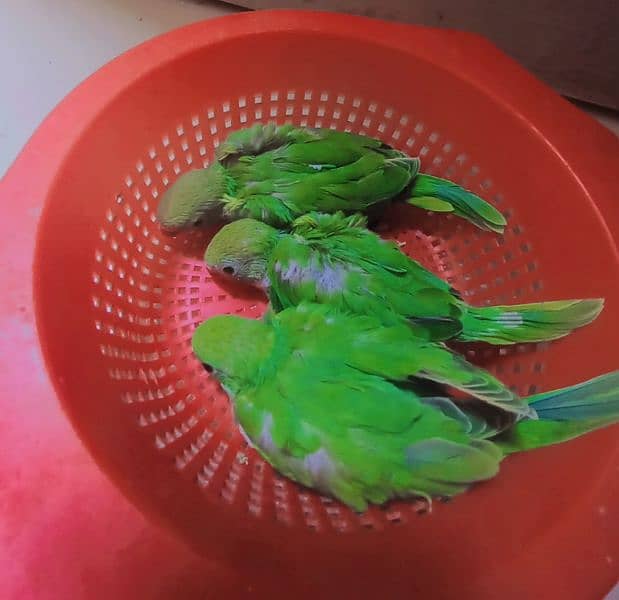 Green ringnick 3 chicks available Gujrat, Mandi bahauddin 2