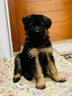 Russian Puppies for sale in islamabad