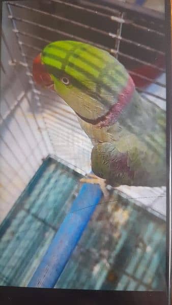 raw parrot 4
