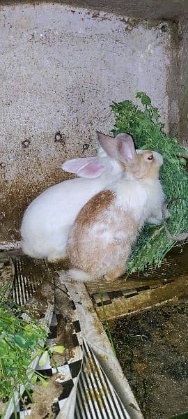 Rabbit pair for sale, khargosh pair ready to bread. 5
