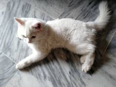 white cat persian 0
