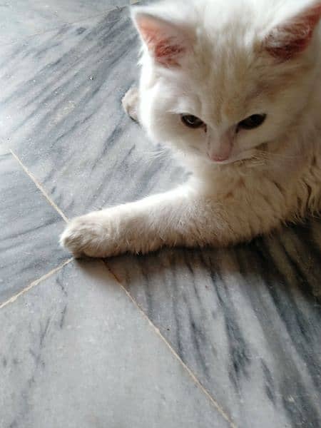 white cat persian 1