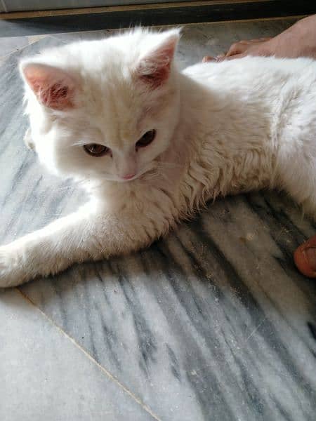 white cat persian 2