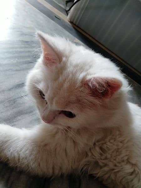 white cat persian 3