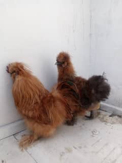 Golden Silkie Hens for Sale (0305-7523408)