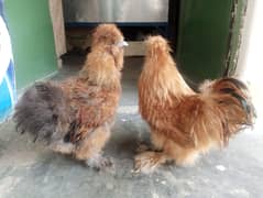 Golden Silkie Hens for Sale