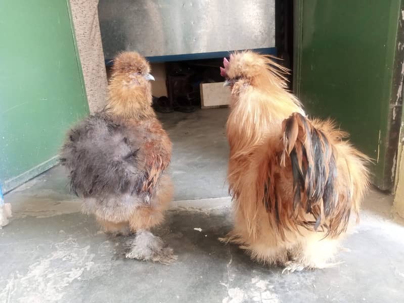 Golden Silkie Hens for Sale 1