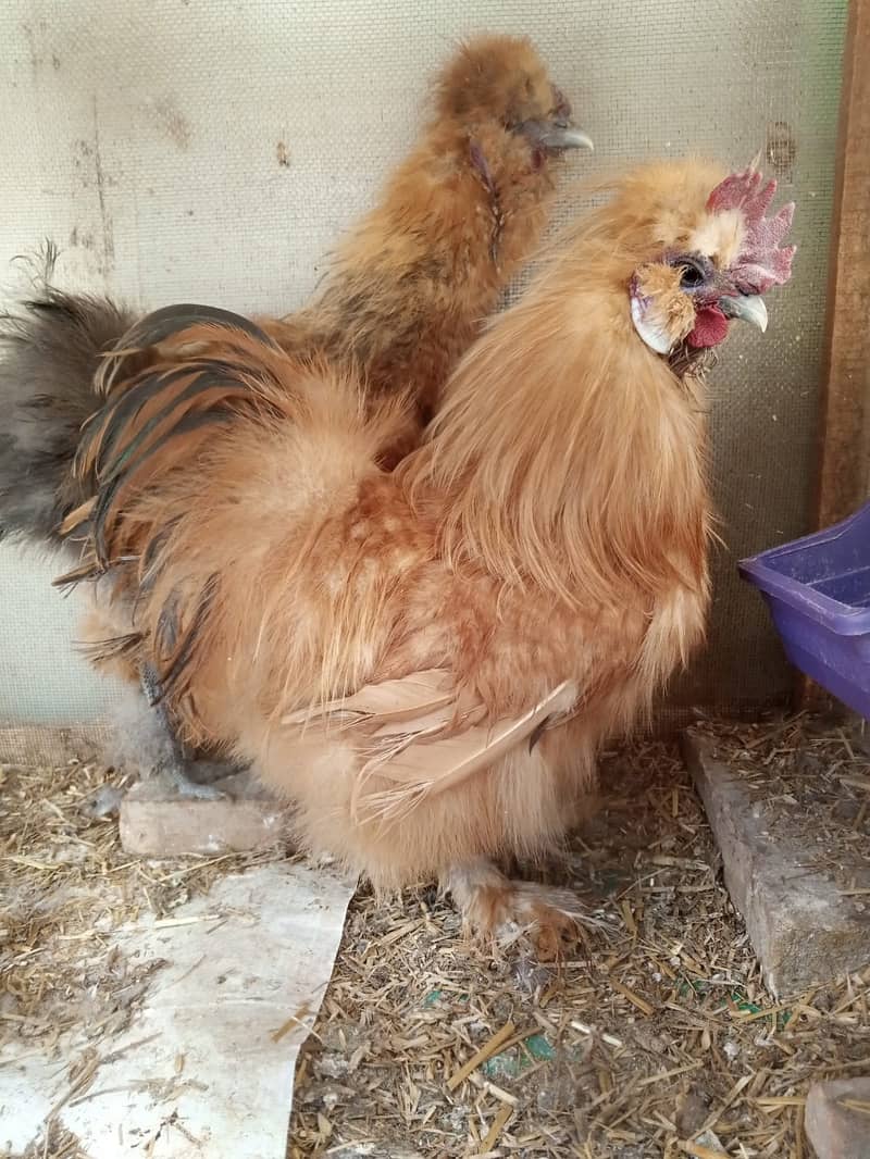 Golden Silkie Hens for Sale 2