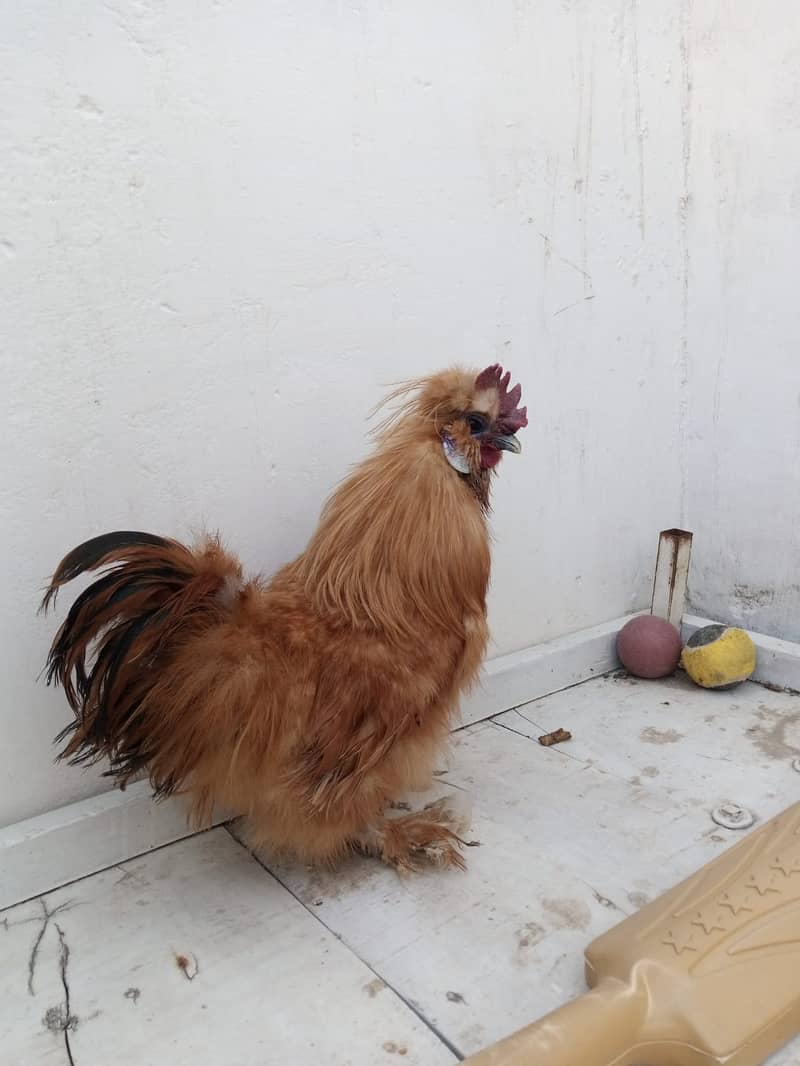 Golden Silkie Hens for Sale 4