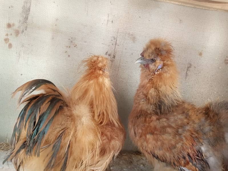 Golden Silkie Hens for Sale 5