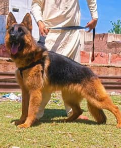 German shepherd male available dabal Cort for sale