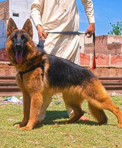 German shepherd male available dabal Cort for sale 1