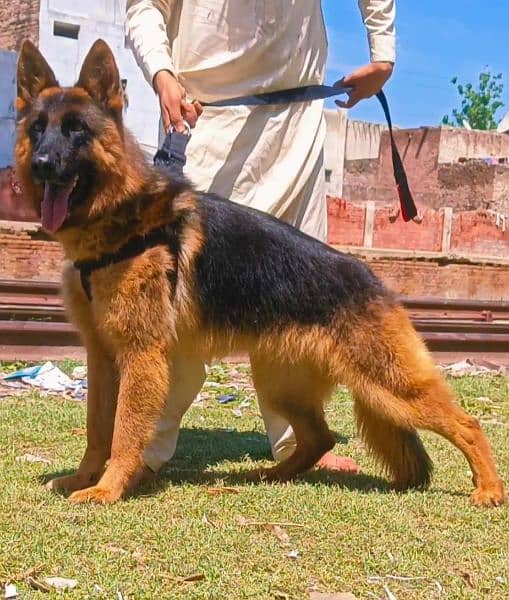 German shepherd male available dabal Cort for sale 2