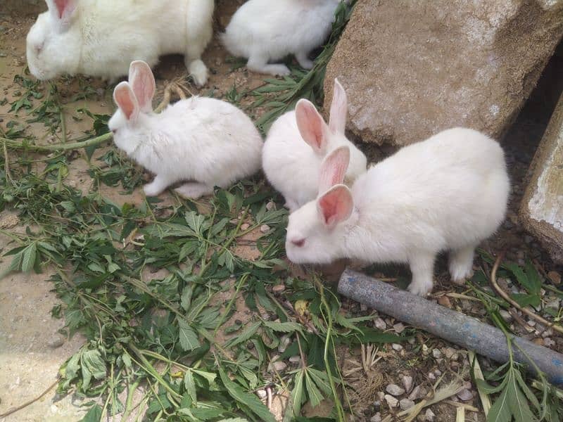 Rabbit baby age 1.5 month male and female both 03480556327 1