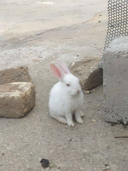 Rabbit baby age 1.5 month male and female both 03480556327 3