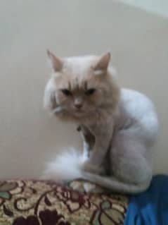 Persian cat male female sale