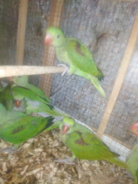 Raw parrot /kashmari Raw Parrot for sale 2