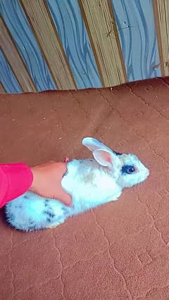 5 Rabbit